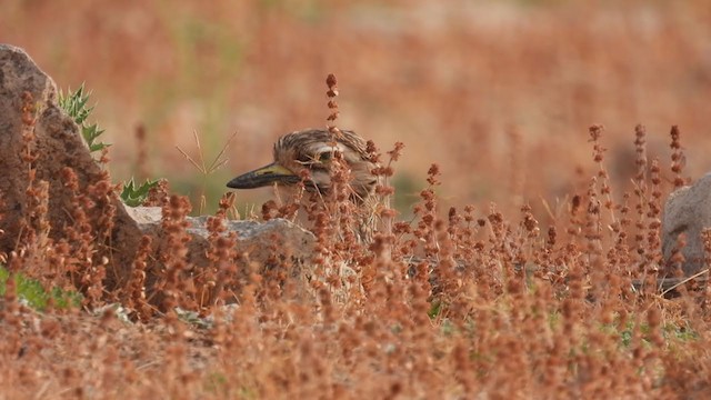 Indian Thick-knee - ML318287951