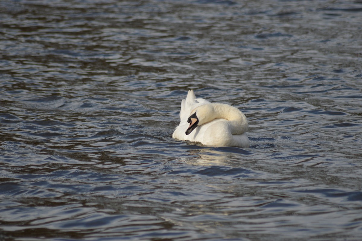 Cygne tuberculé - ML318290501