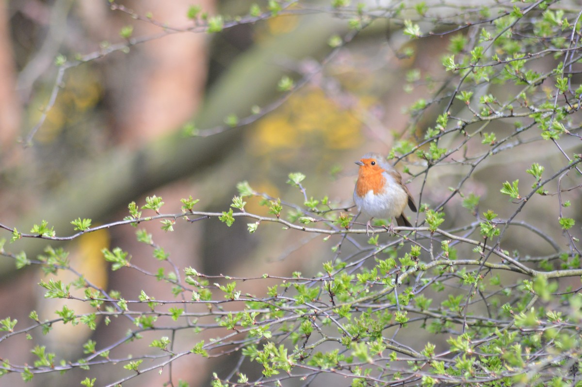 European Robin - ML318290801