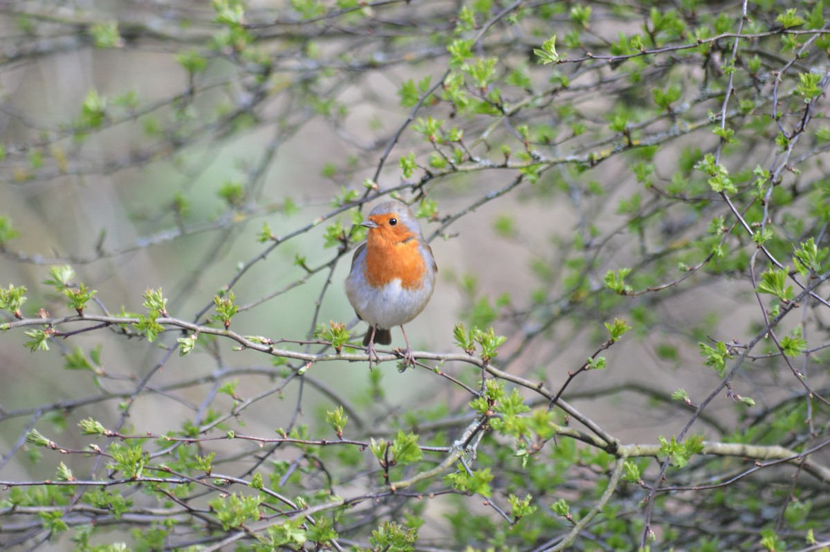 European Robin - ML318290841