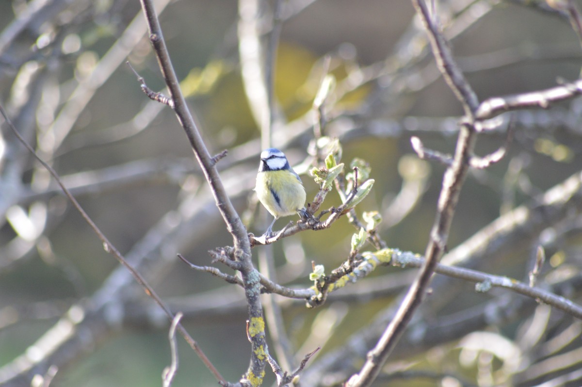 Eurasian Blue Tit - ML318290981