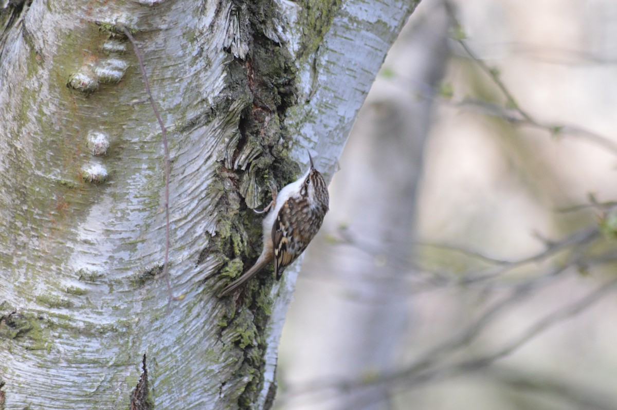 Eurasian Treecreeper - ML318291001