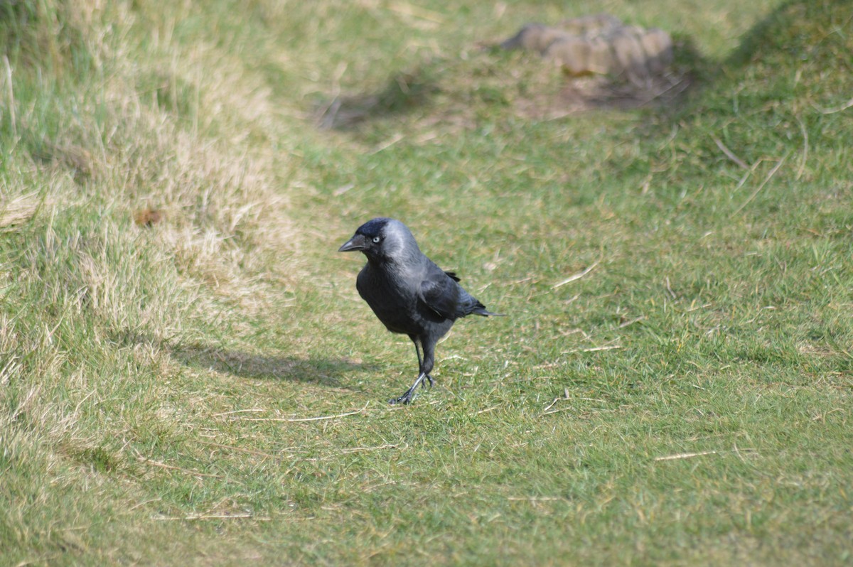 Eurasian Jackdaw - ML318291401