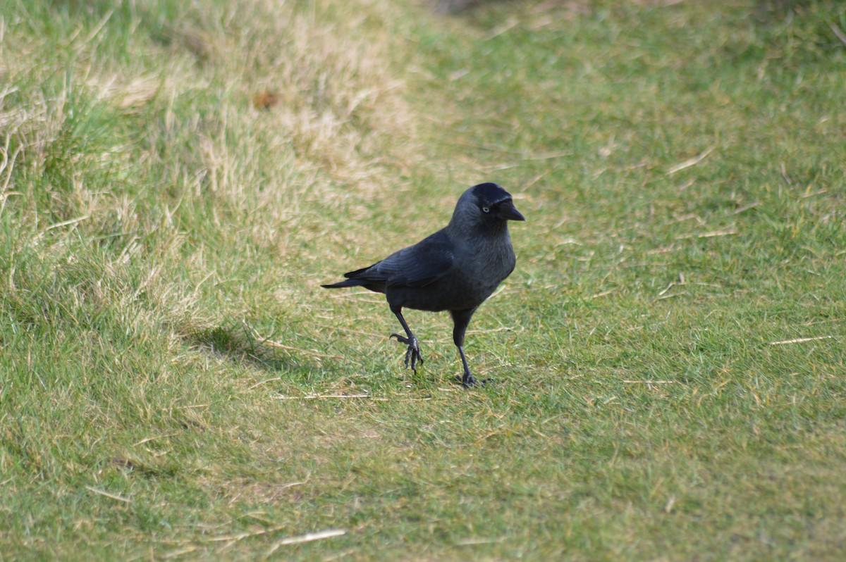 Eurasian Jackdaw - ML318291521