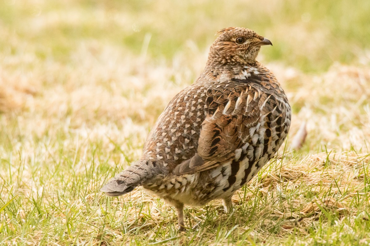 Ruffed Grouse - Lori Buhlman