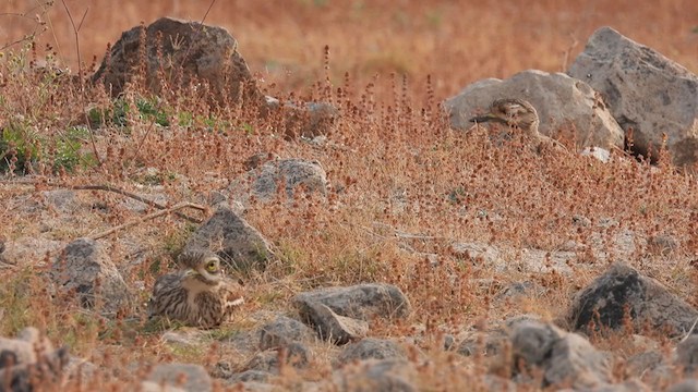 Indian Thick-knee - ML318295331