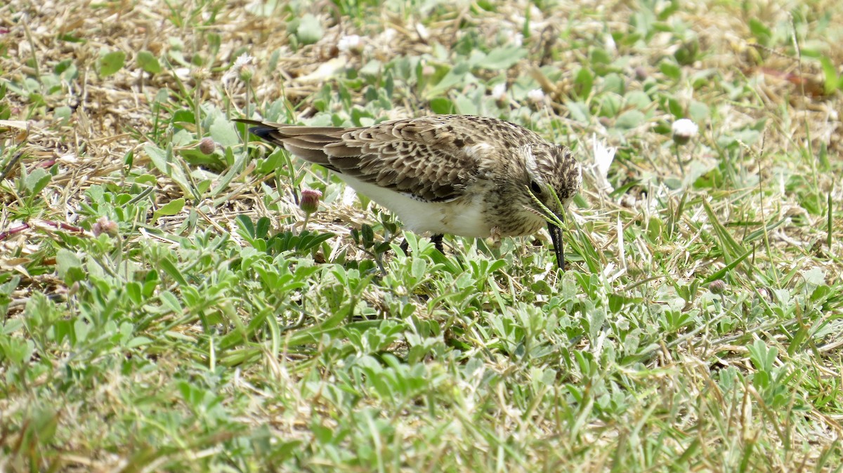 Baird's Sandpiper - ML318295821