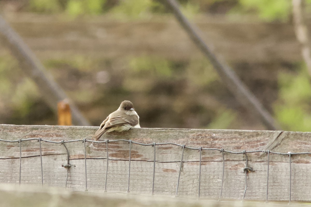 Eastern Phoebe - ML318296651