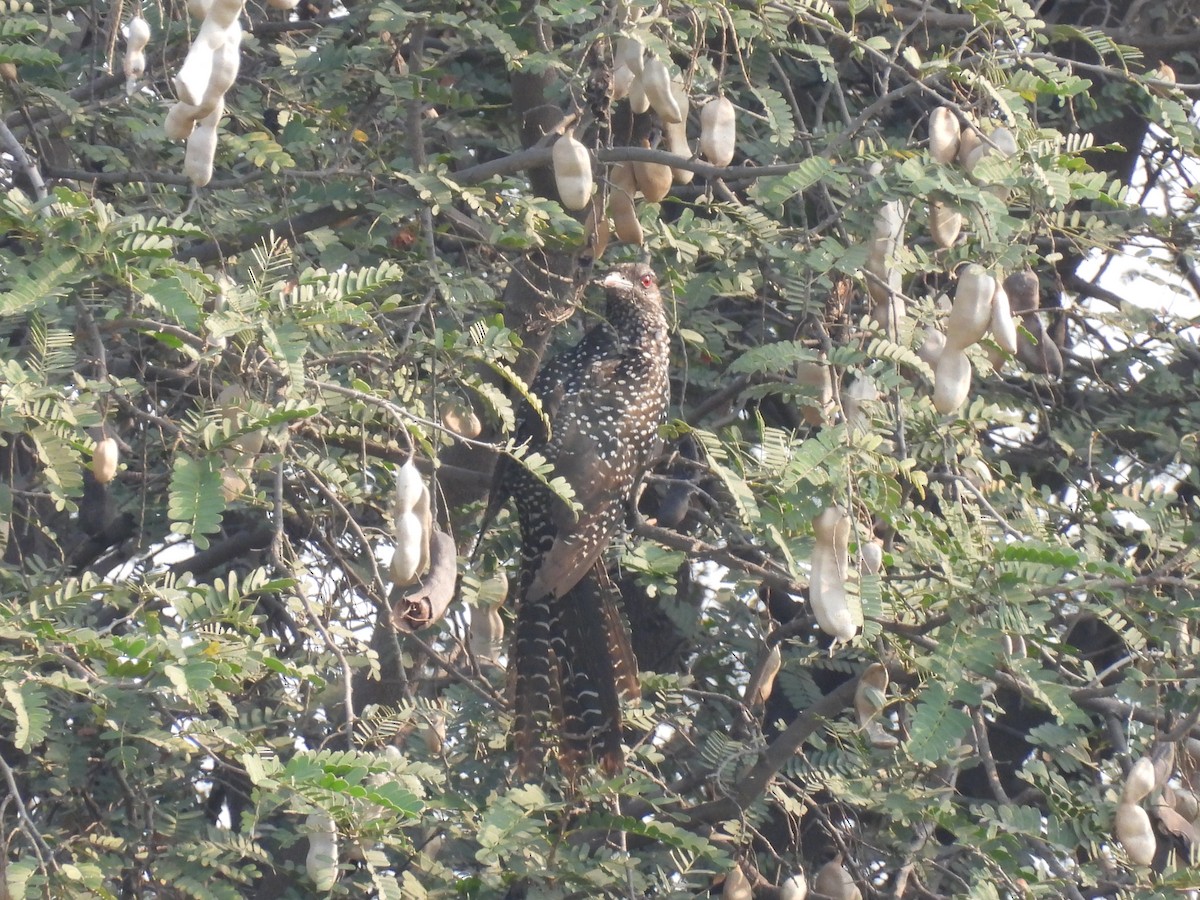 Asian Koel - ML318298001