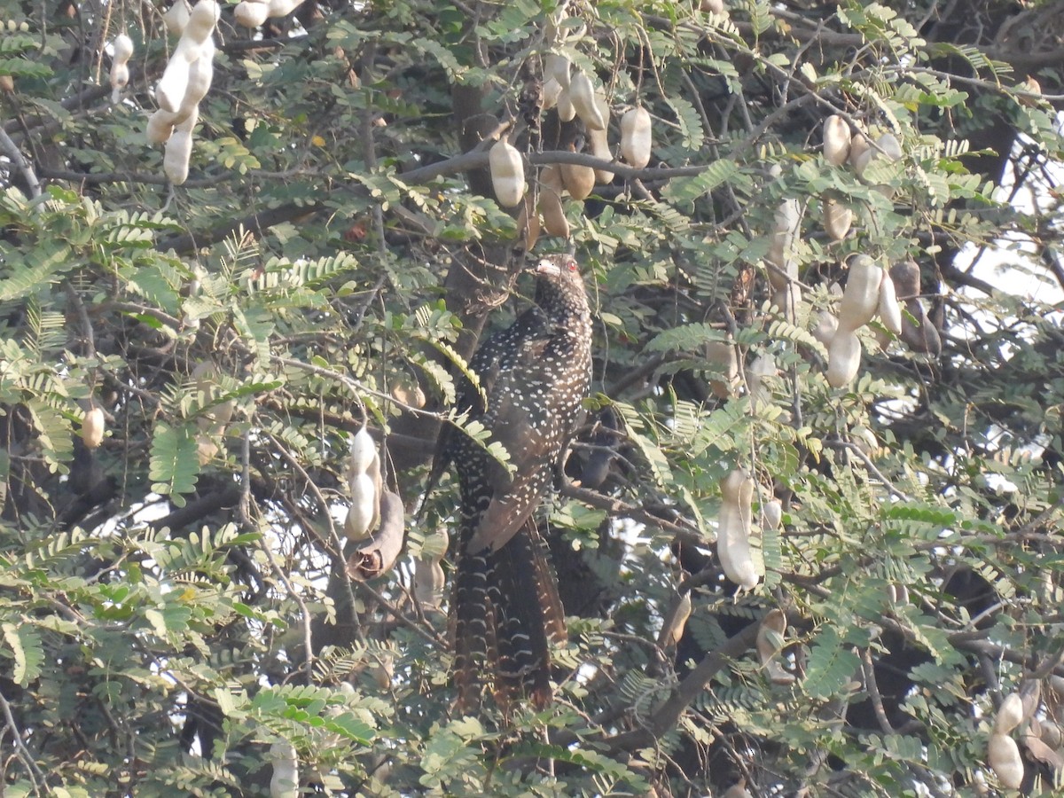 Asian Koel - ML318298011