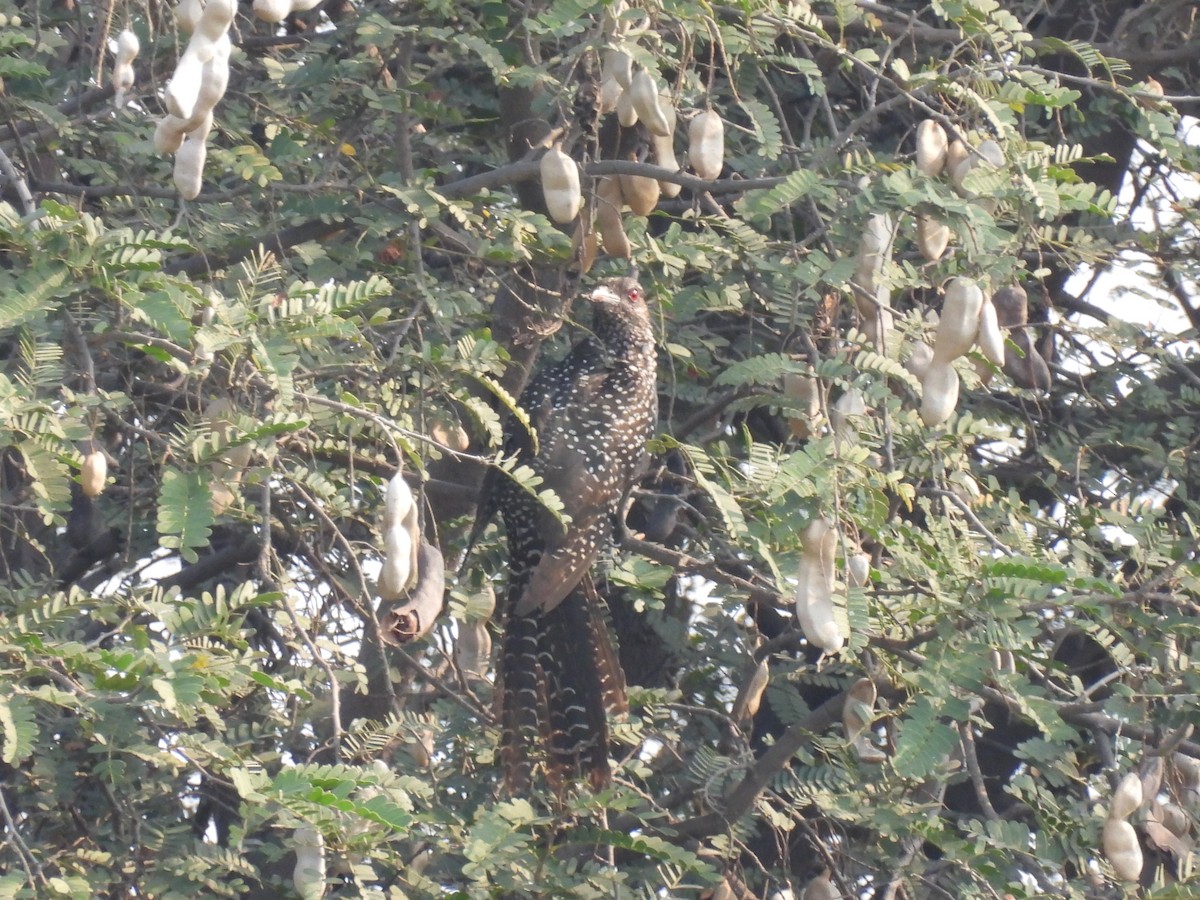 Asian Koel - ML318298021