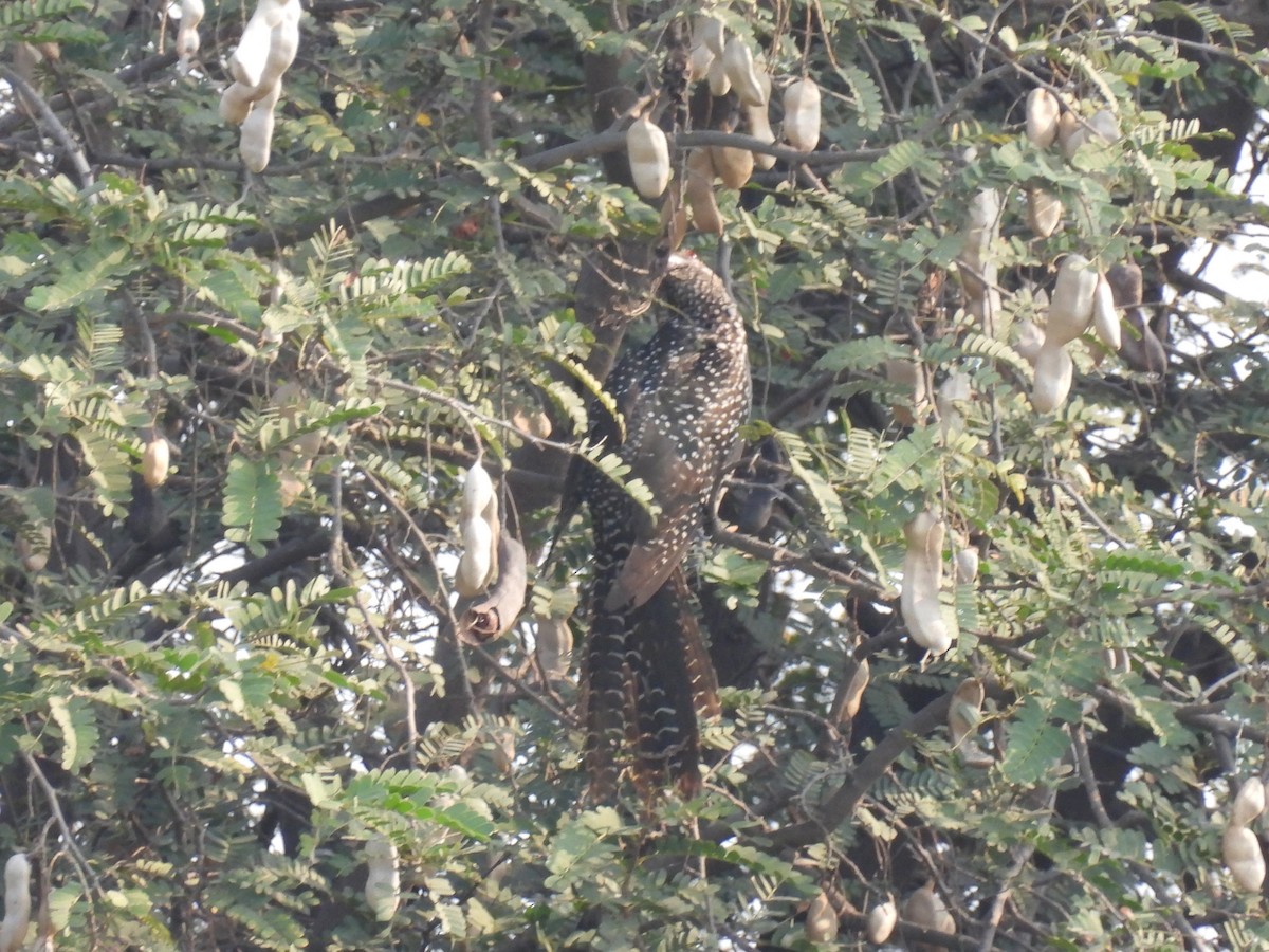 Asian Koel - ML318298041