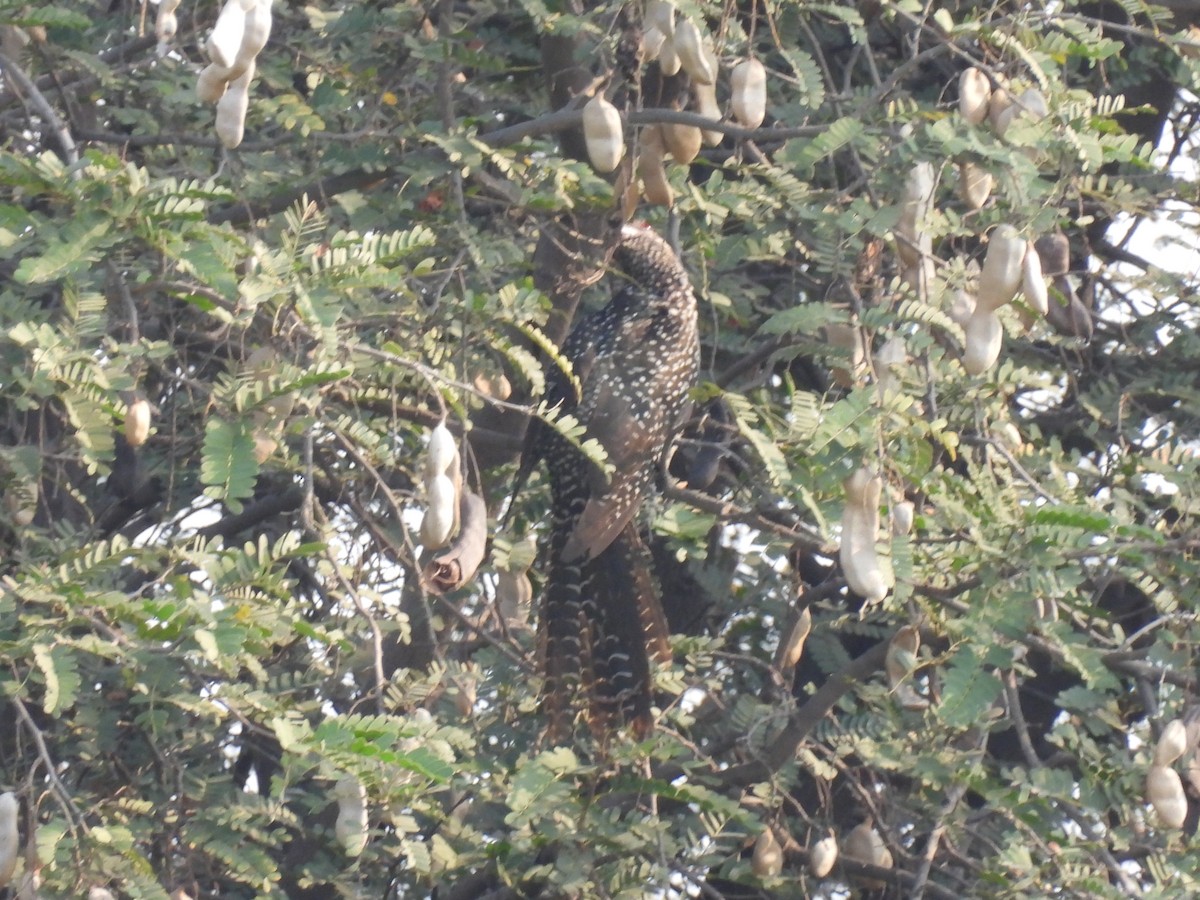 Asian Koel - ML318298071