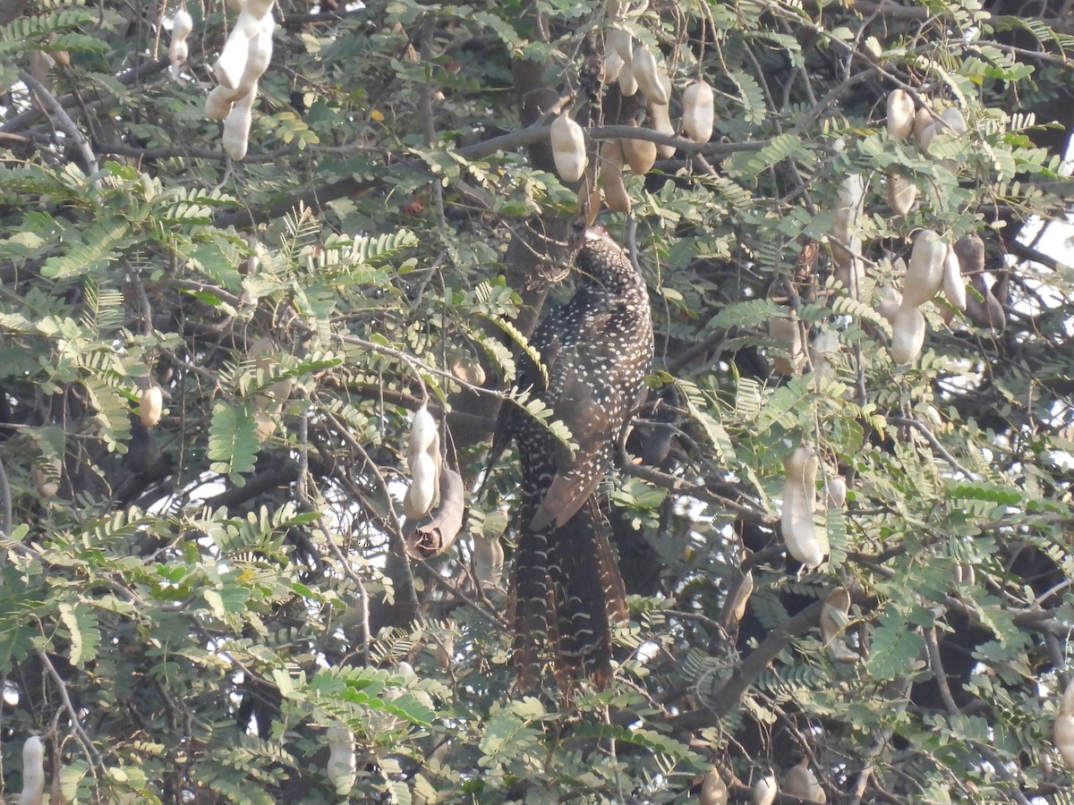 Asian Koel - ML318298141