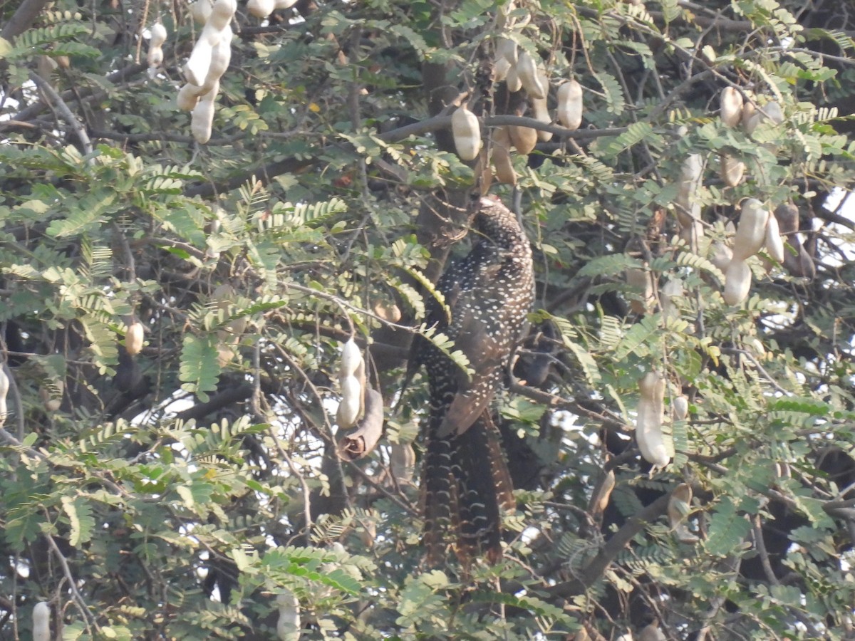 Asian Koel - ML318298171