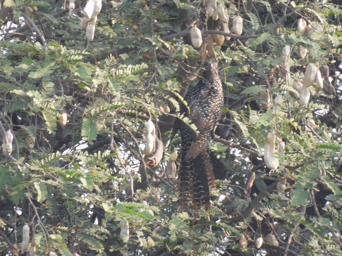 Asian Koel - ML318298181