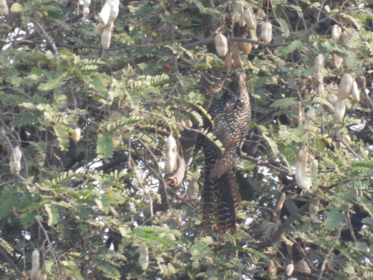 Asian Koel - ML318298191