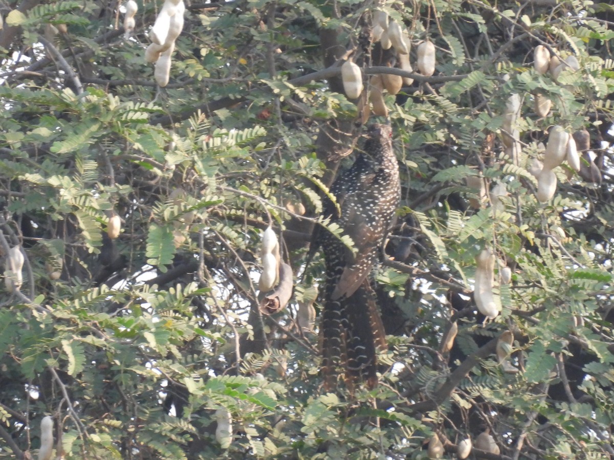 Asian Koel - ML318298221