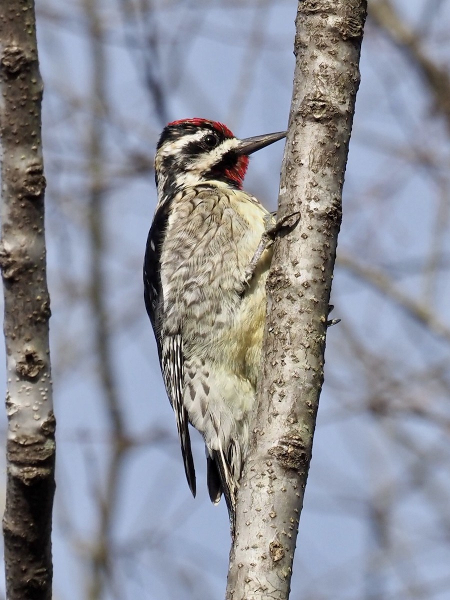 Yellow-bellied Sapsucker - ML318298271