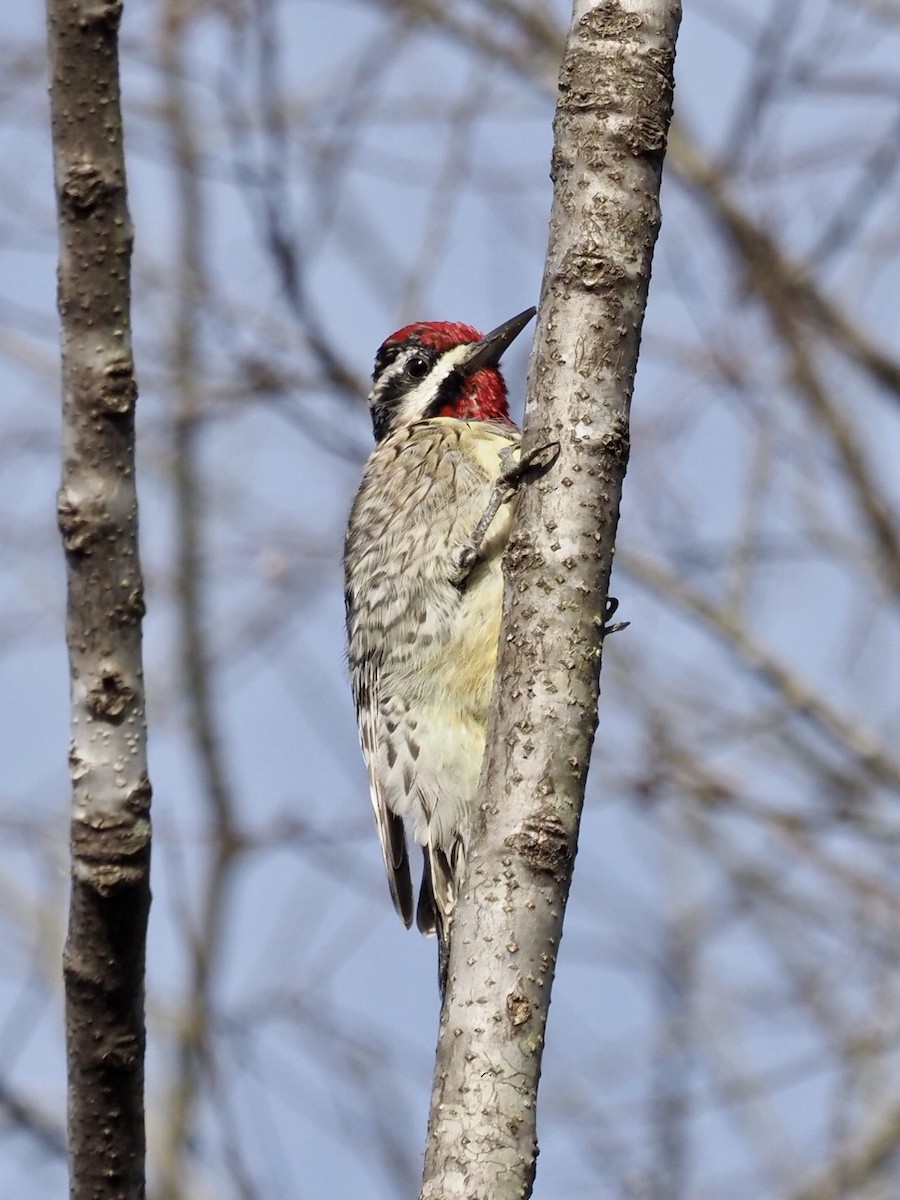 Yellow-bellied Sapsucker - ML318298281