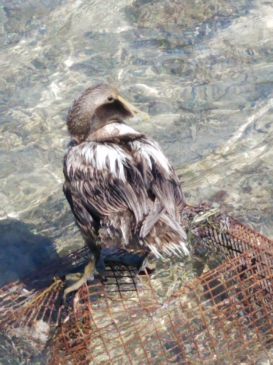 Common Eider - ML318298341