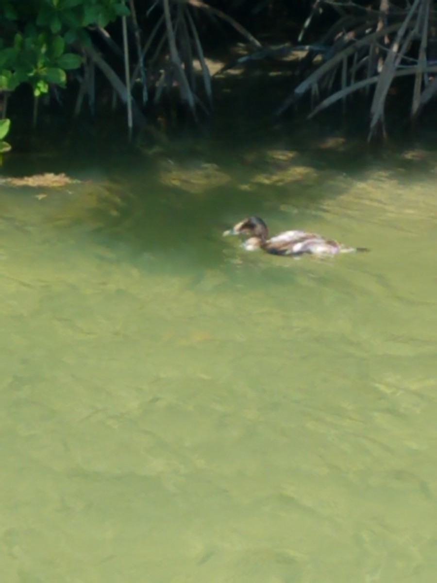 Common Eider - ML318298371