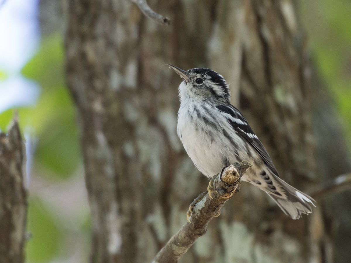 Black-and-white Warbler - ML318299411