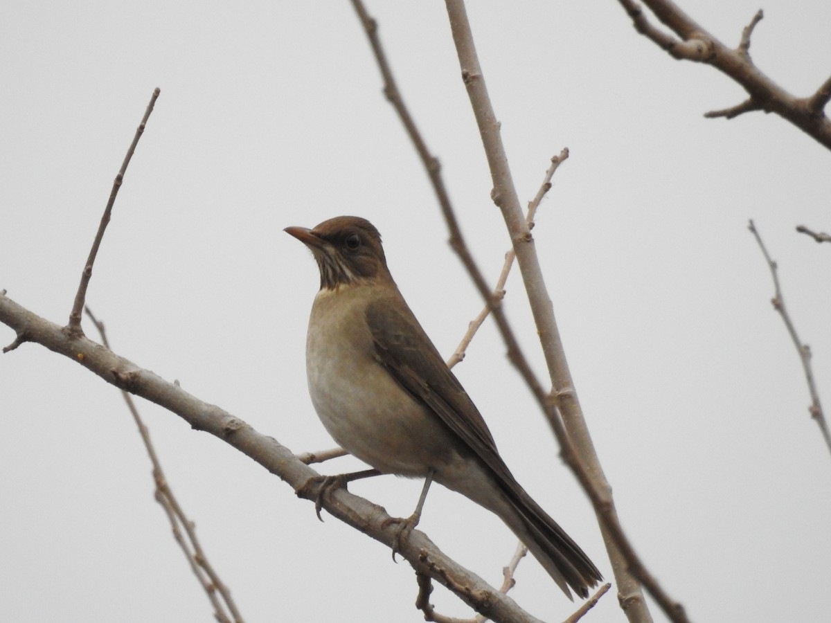 Creamy-bellied Thrush - ML318300001