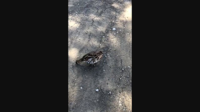 Ruffed Grouse - ML318300071