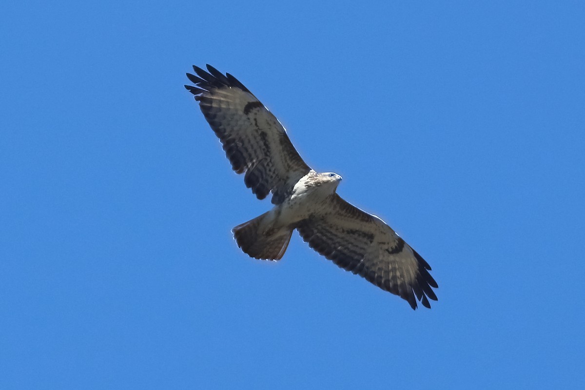 Common Buzzard - ML318300491