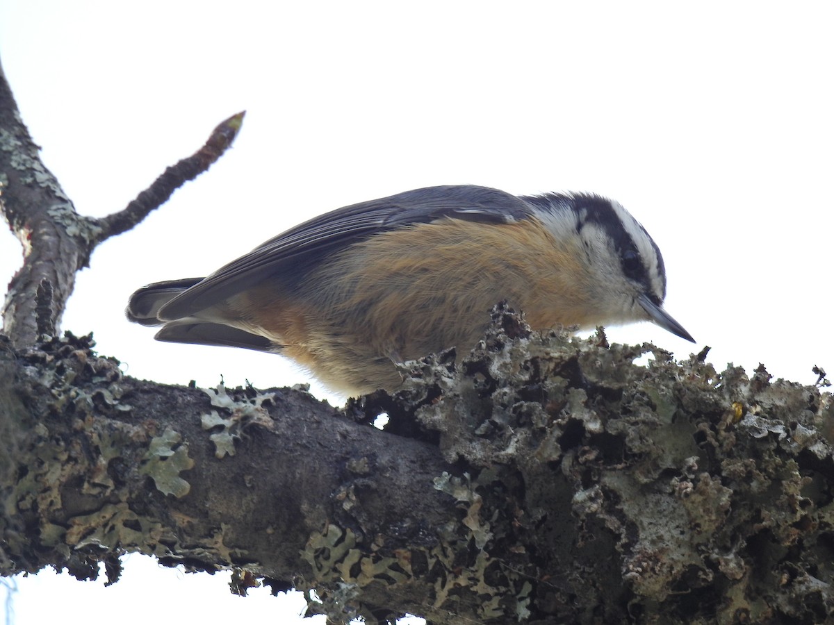 Red-breasted Nuthatch - ML318301361