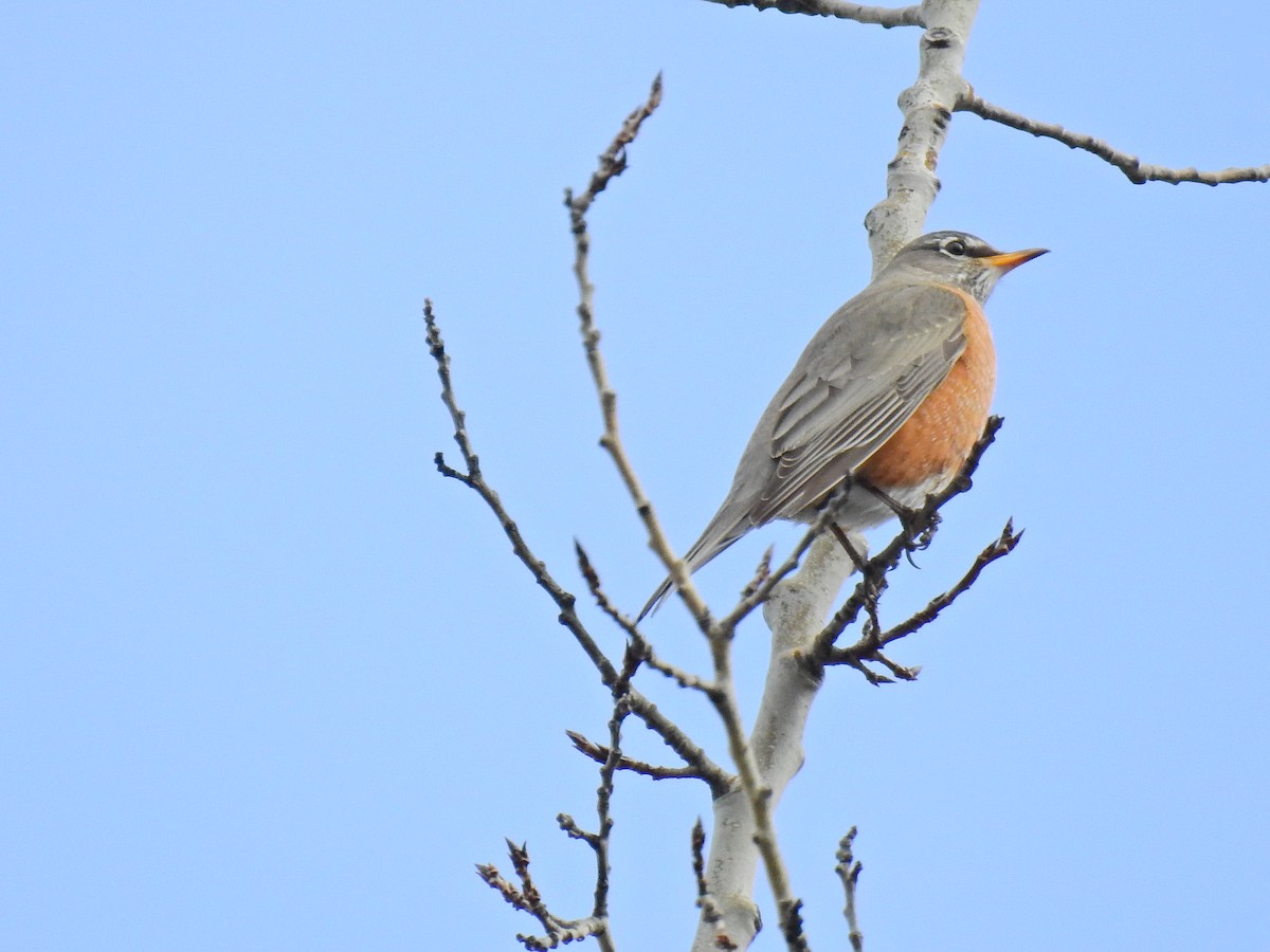 American Robin - ML318301971