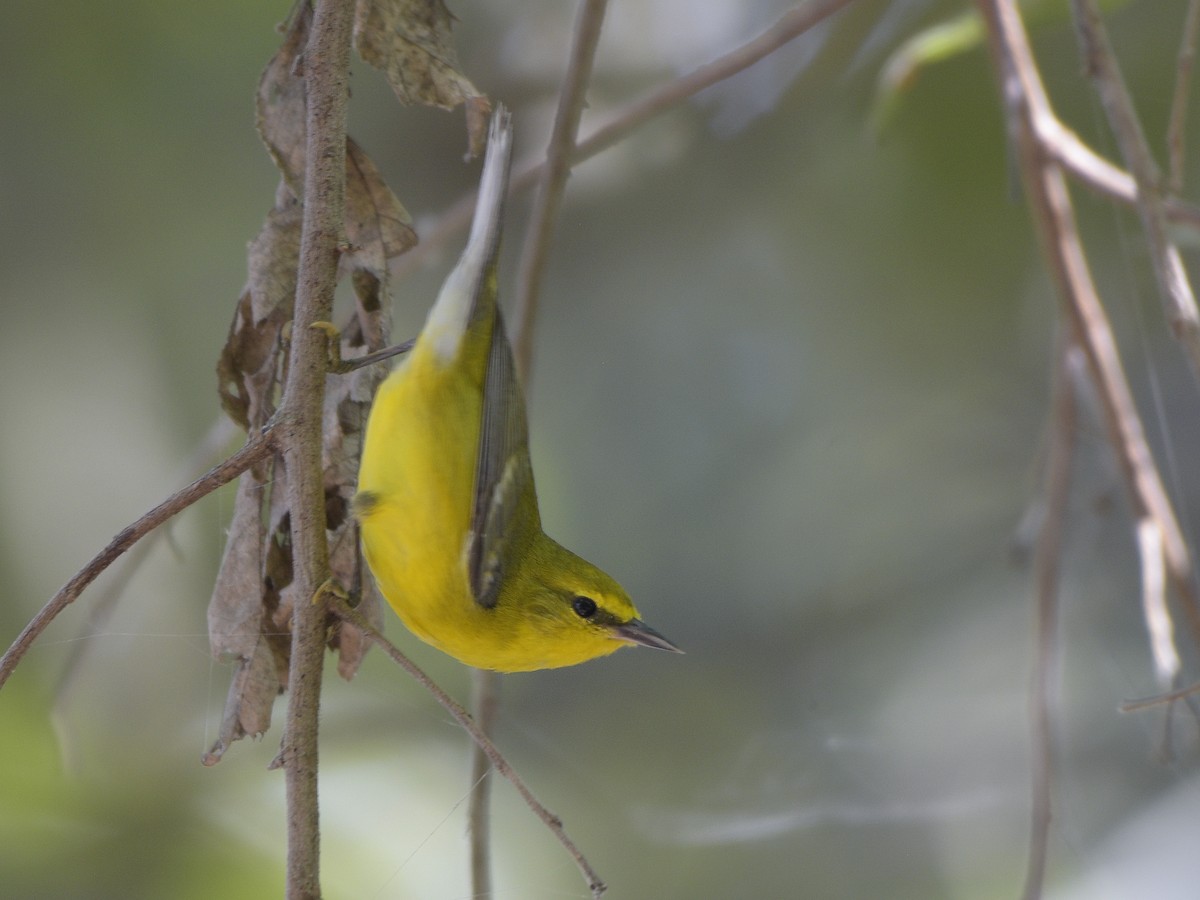 Blauflügel-Waldsänger - ML318302401