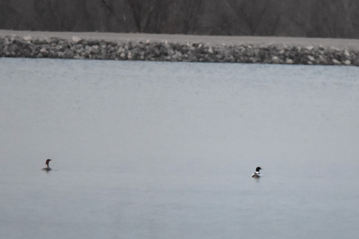 Common Merganser - ML318303131