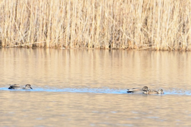 Gadwall - ML318303331