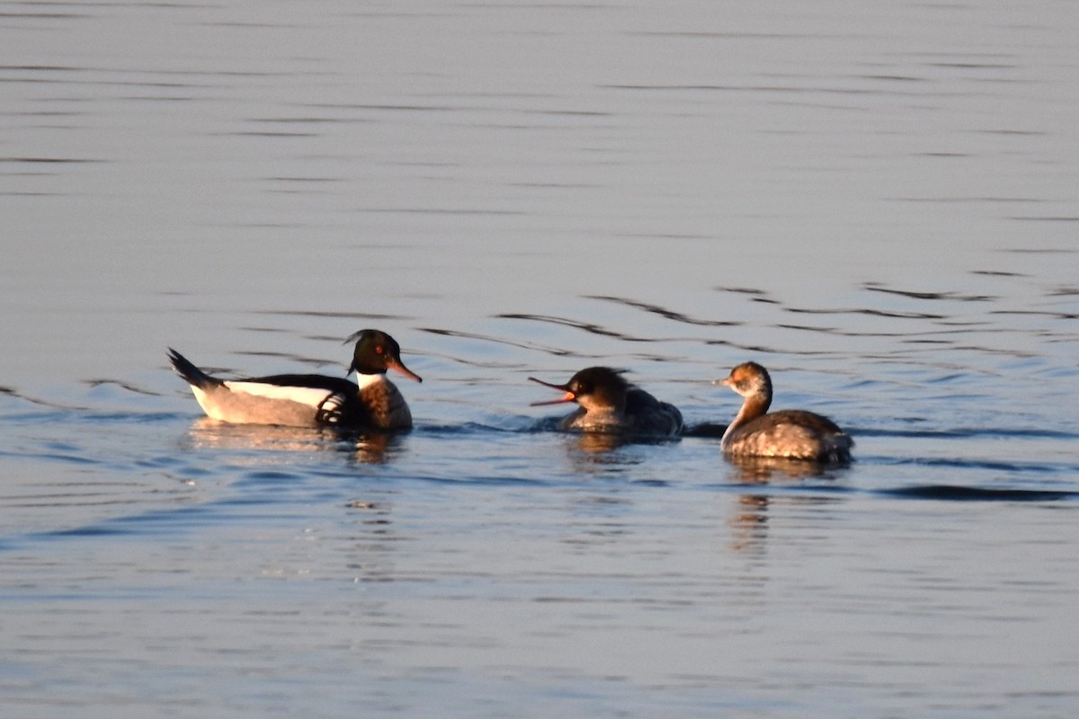 Red-breasted Merganser - ML318303381