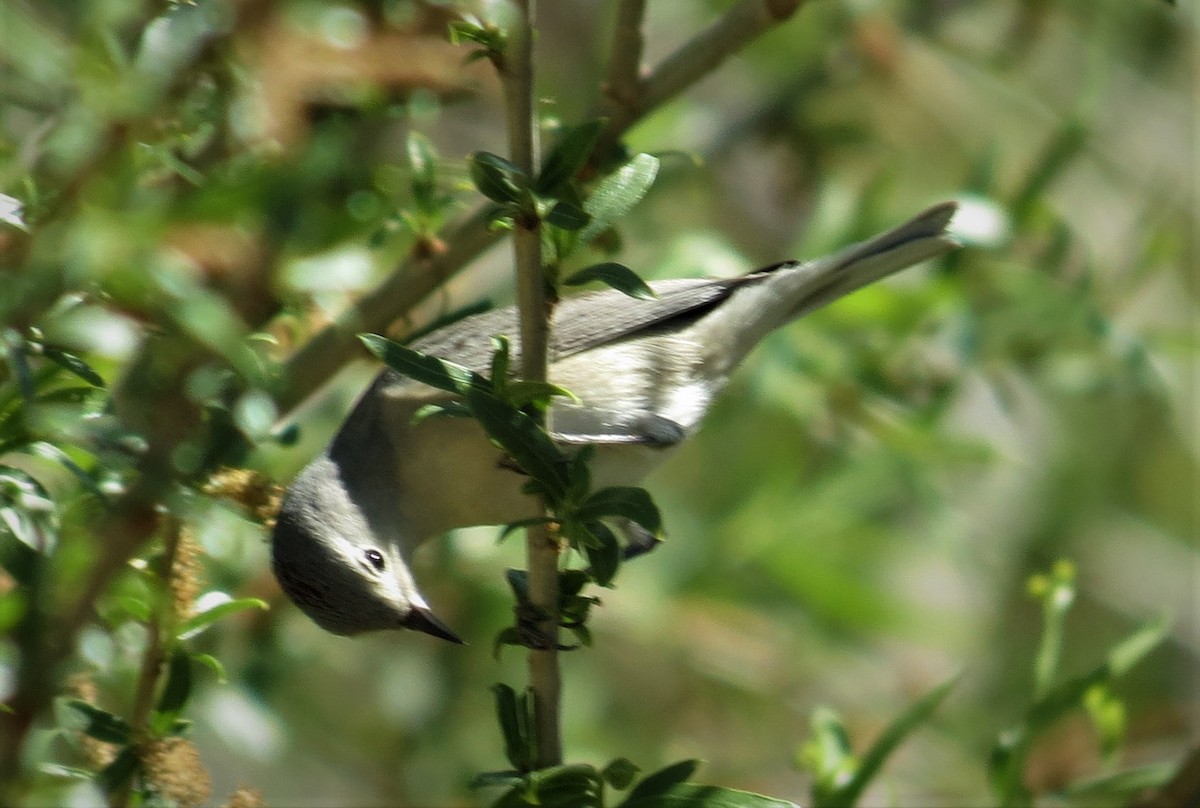 Lucy's Warbler - ML318303391