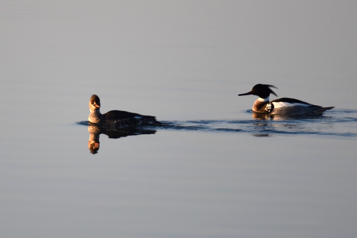 Red-breasted Merganser - ML318303401