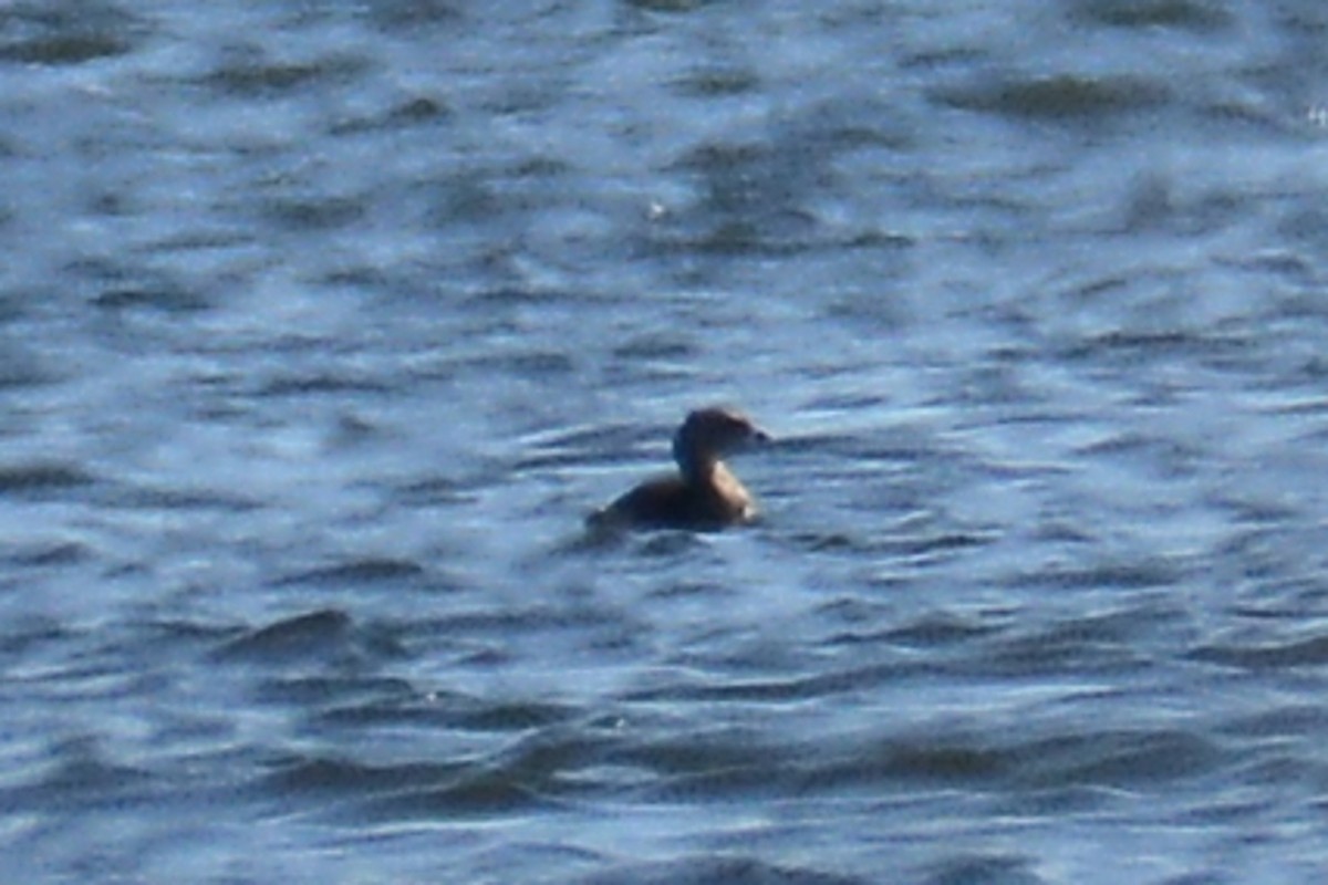 Pied-billed Grebe - ML318304621