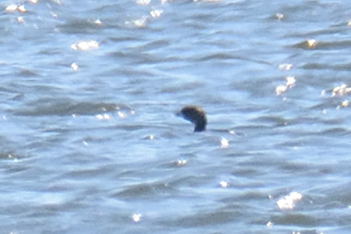 Pied-billed Grebe - ML318304631