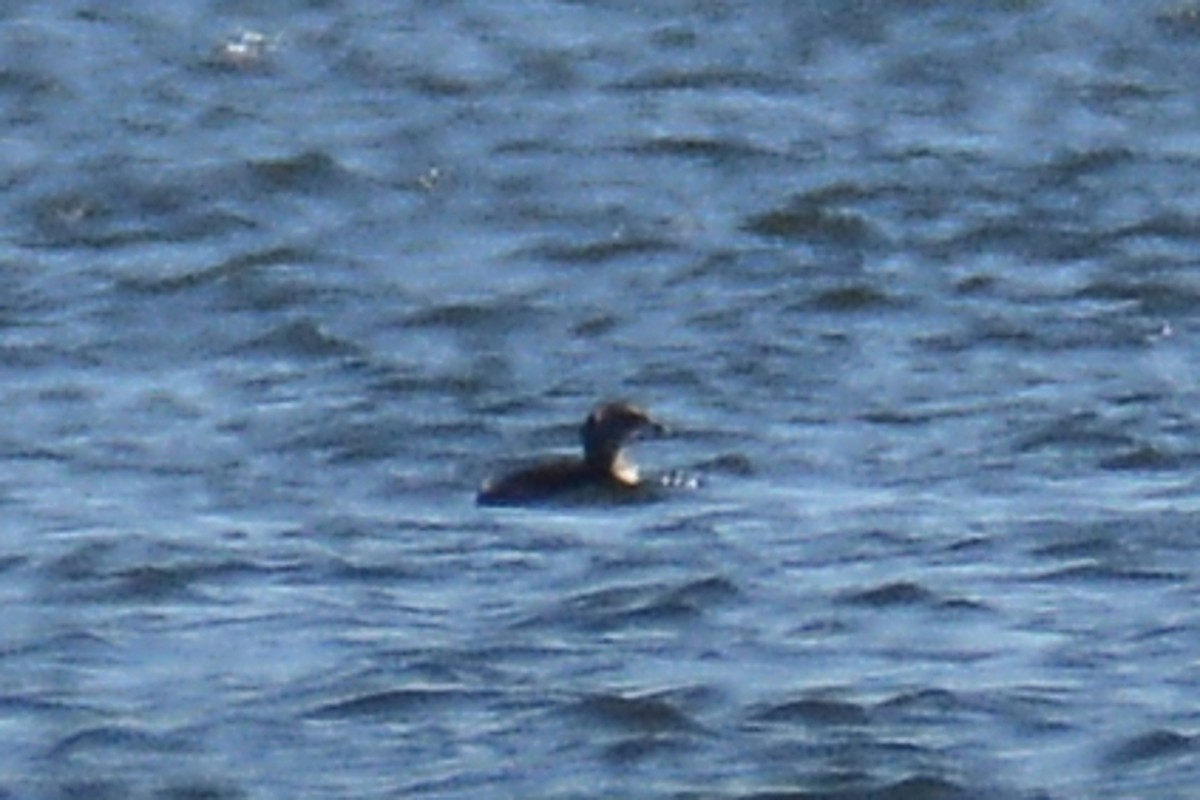 Pied-billed Grebe - ML318304641