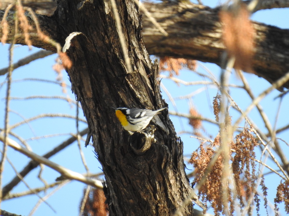Yellow-throated Warbler - ML318305241