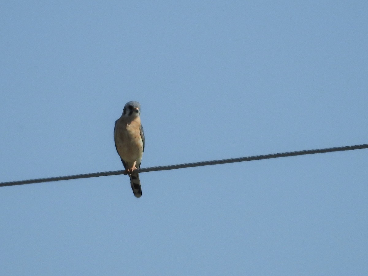 American Kestrel - ML318305271