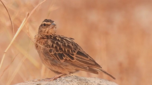 Tawny Lark - ML318306111