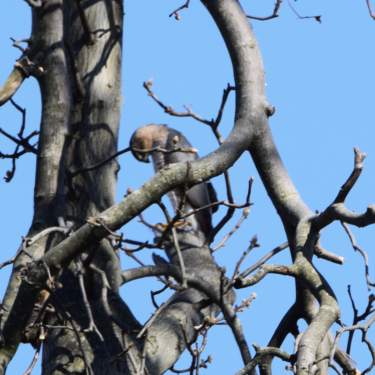 Cooper's Hawk - ML318306261