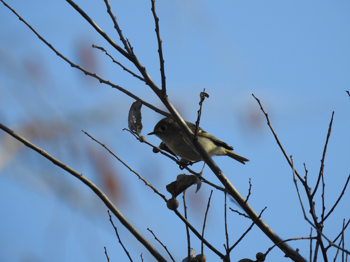 Hutton's Vireo - ML318306291