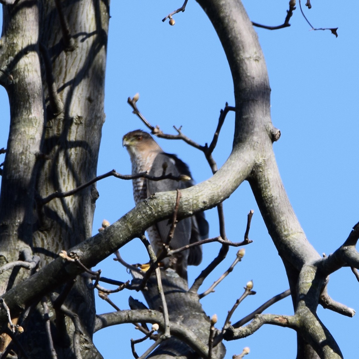 Cooper's Hawk - ML318306371