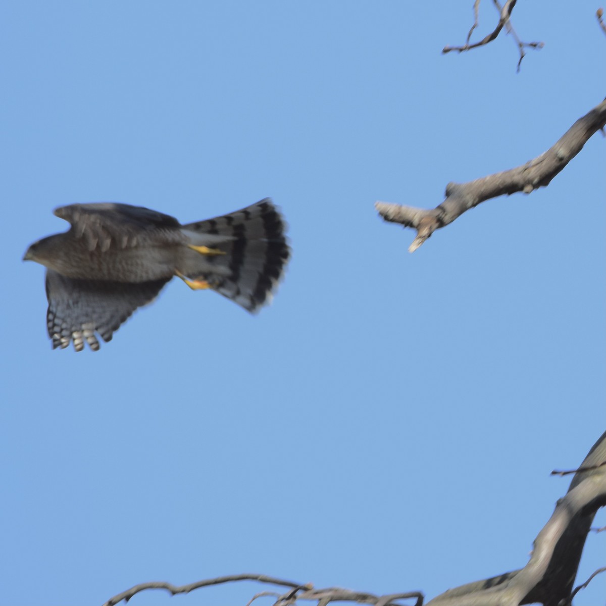 Cooper's Hawk - ML318306391