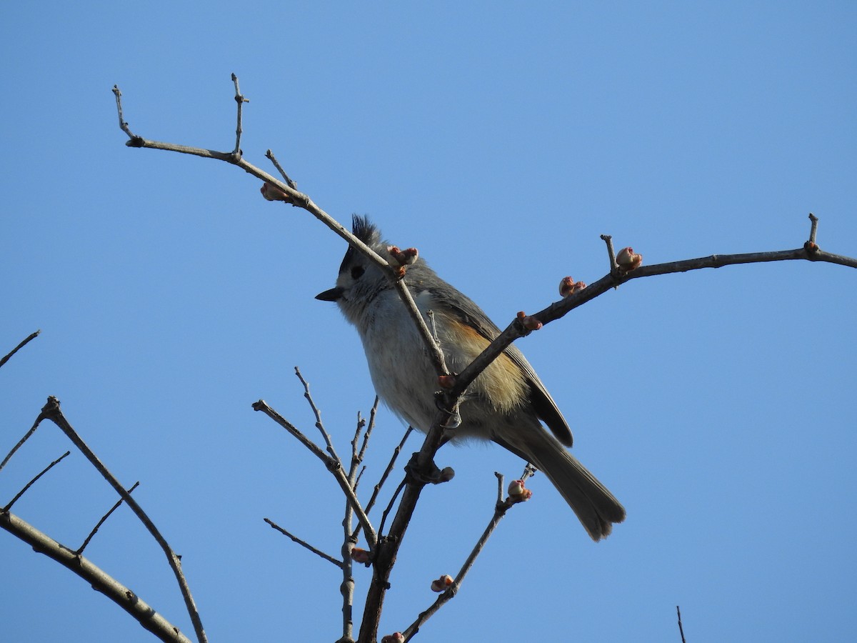 Black-crested Titmouse - ML318306401