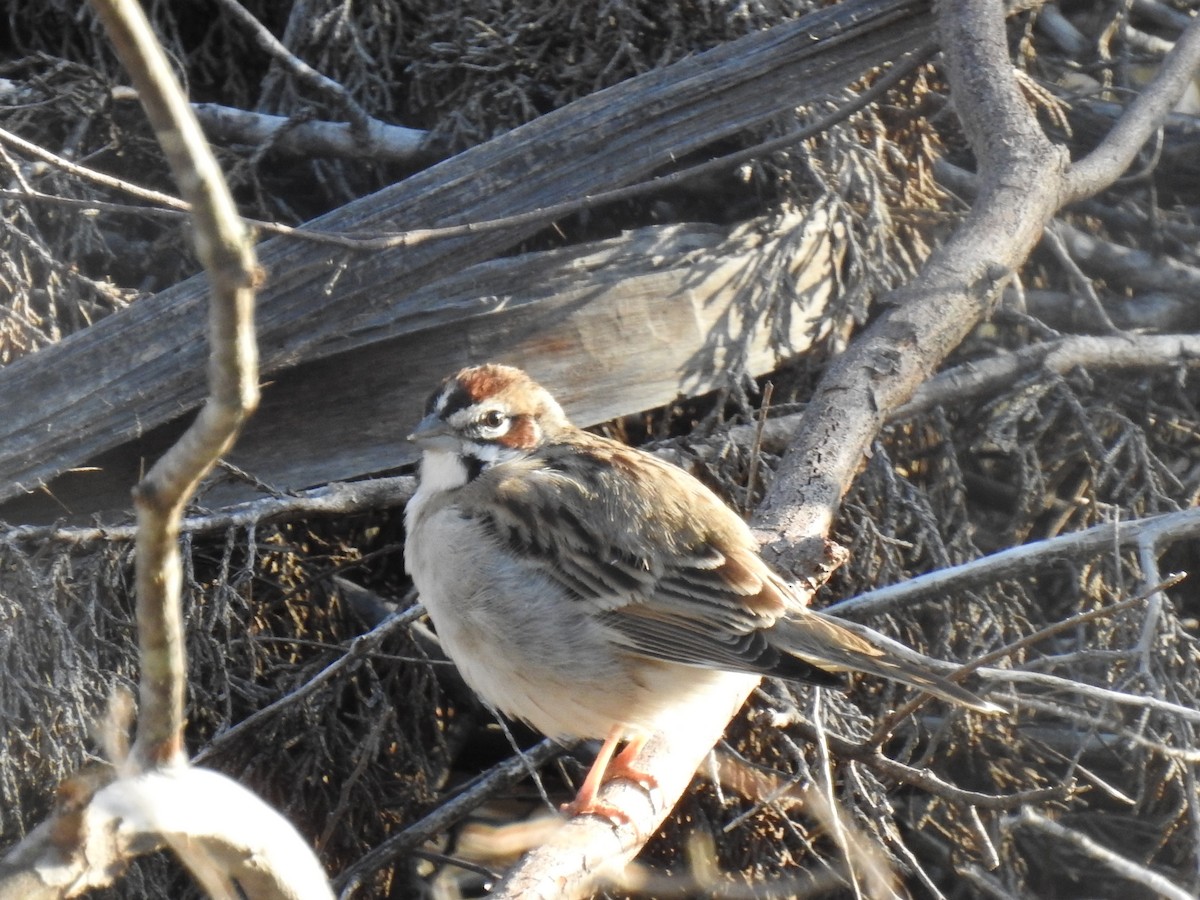 Lark Sparrow - ML318306481
